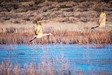 Sandhill Crane Bosque del Apache Dec 2018